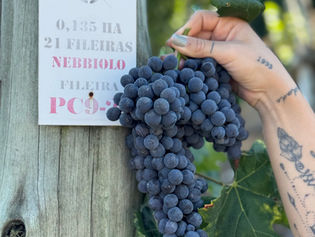 Como a uva Nebbiolo tem sido uma nova aposta no terroir brasileiro