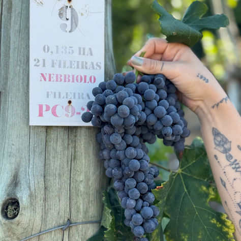 Como a uva Nebbiolo tem sido uma nova aposta no terroir brasileiro