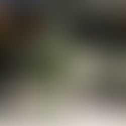 Semana do Riesling Alemão apresenta novos rótulos da Weinkeller, flights e taças de vinho em restaurantes, além de uma feira para consumidores