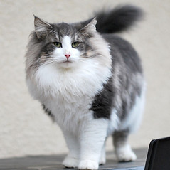 Chat gris et blanc à poils longs