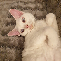 Chat blanc sur le dos sur un canapé