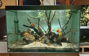 Aquarium Maintenance Tips: Complete Guide to Keep Your Aquarium Healthy 