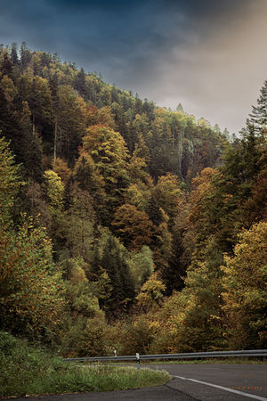Naturfotografie Wehr (Baden)