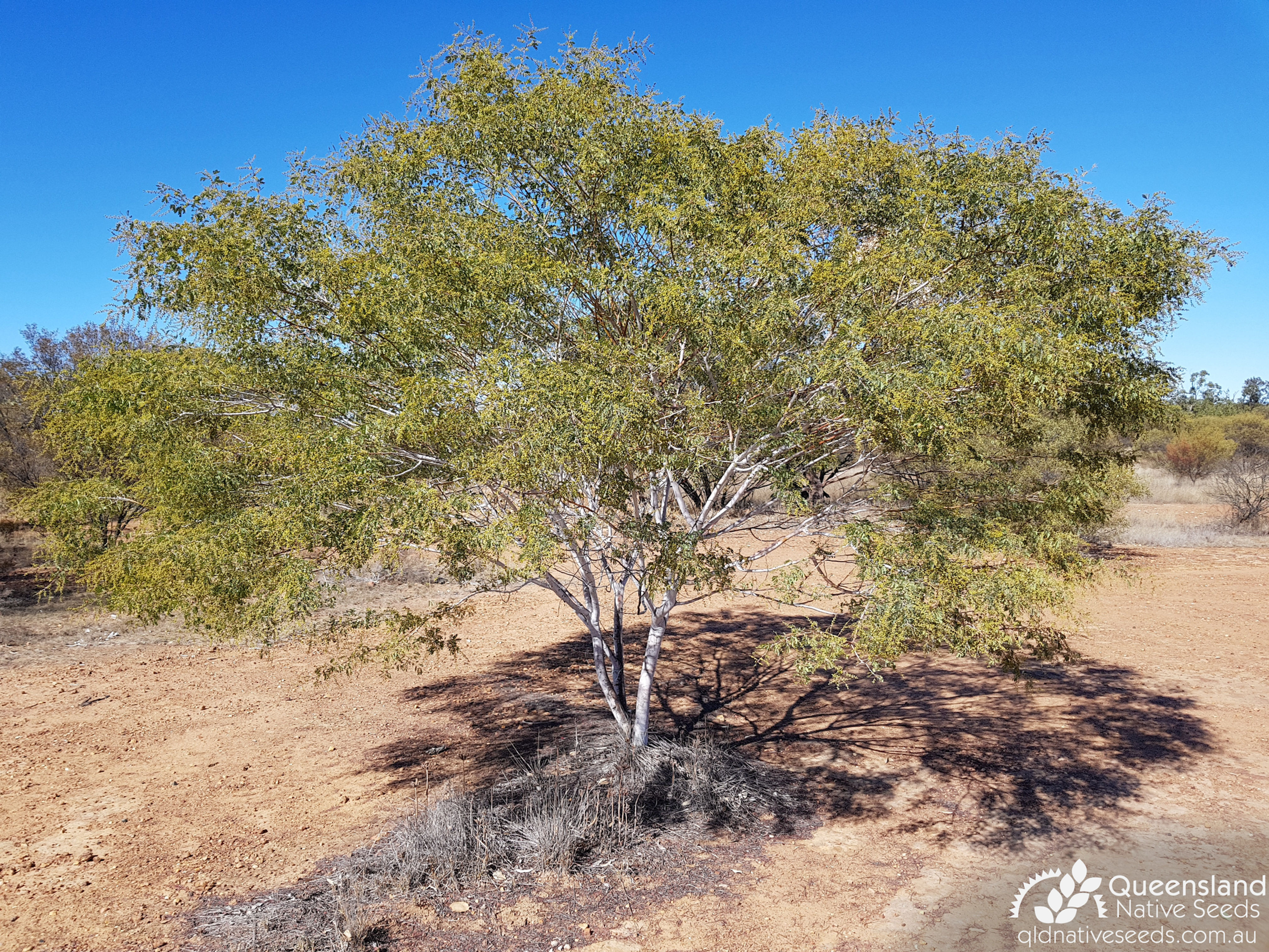 Acacia Spectabilis - Glorious Wattle