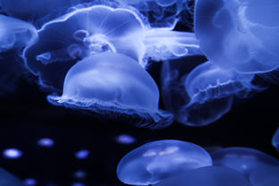 Photographed by Jess Gurnsey