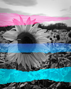 © Impulse Creatives