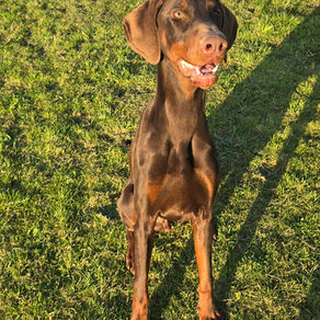 For sale BRUCE