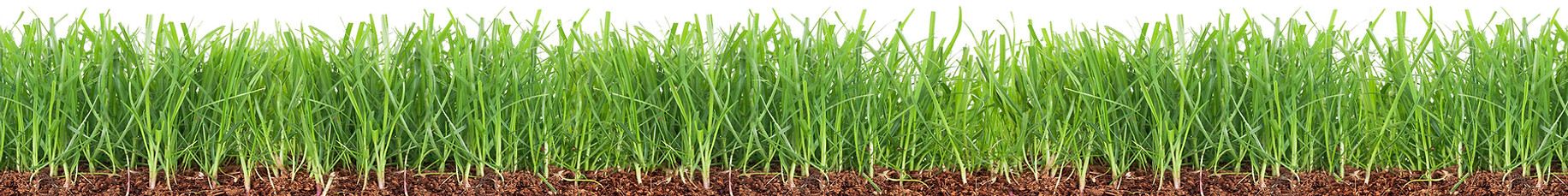 grass_shrunk_ss_1223625625.jpg