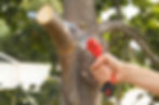 making-final-cut-pruning-tree-branch-130f5537-1200x795.jpg