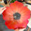 Miniature : Grand plateau coquelicot 