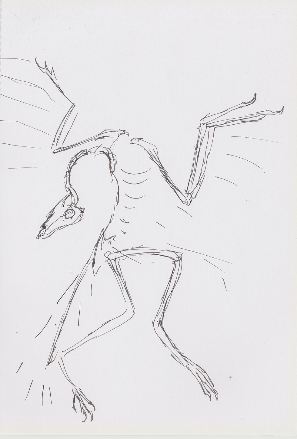 Berlin Museum Archaeopteryx