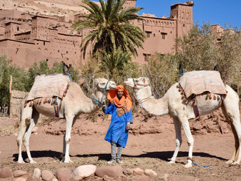Aït Benhaddou.
Two white camels pose for photos in the dry riverbed.
February 2023 tour