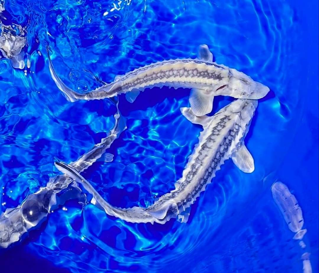 Zebra Sturgeon