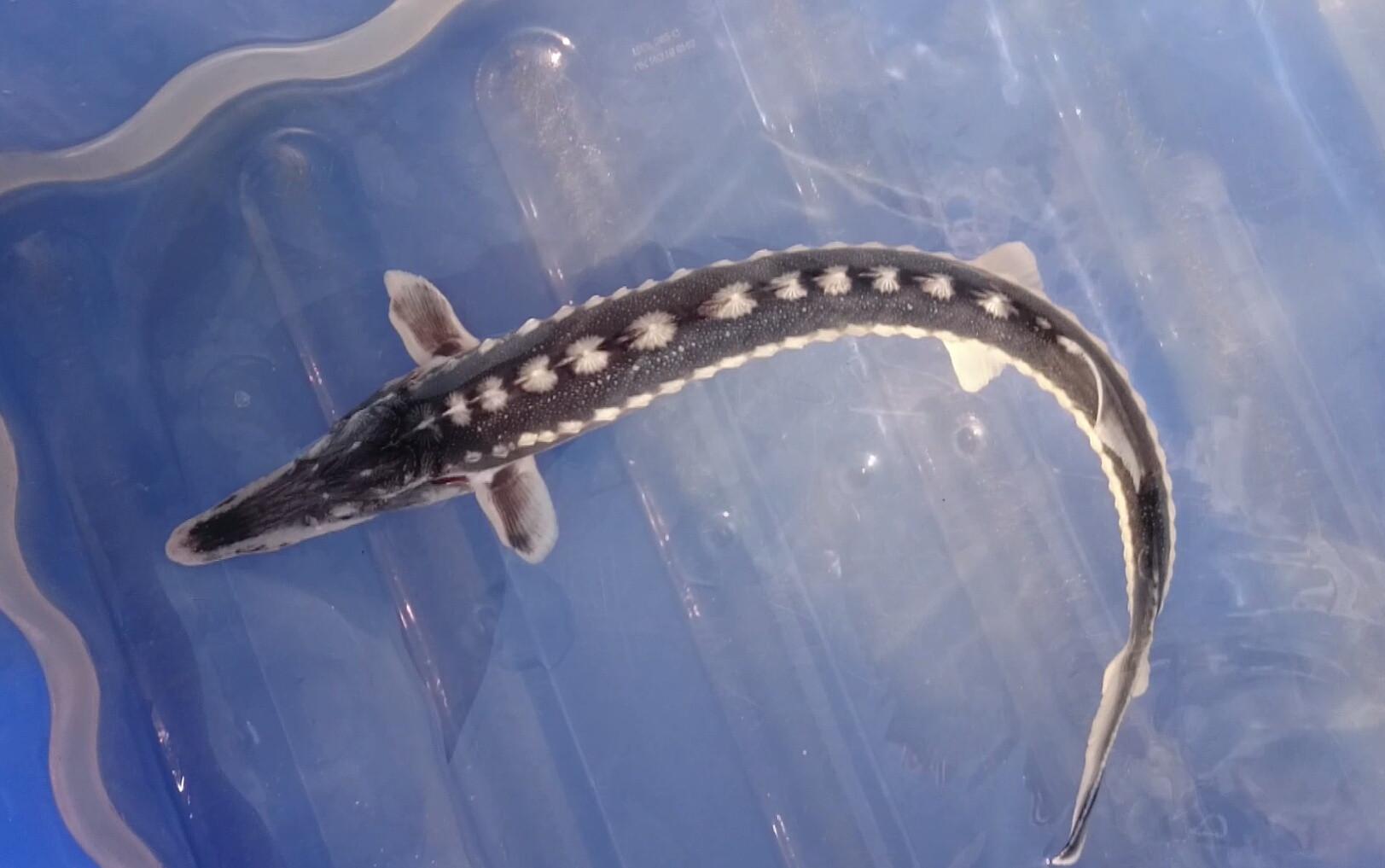 Drakul Sturgeon