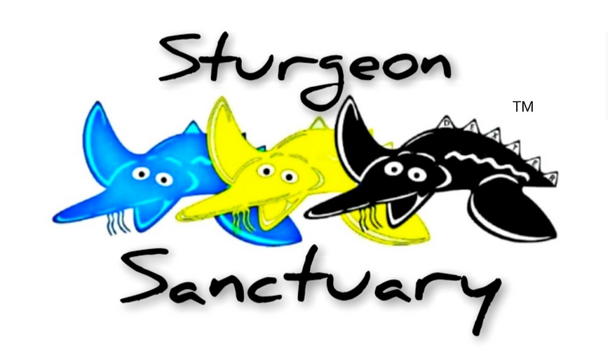 Sturgeon Sanctuary. The only place for quality Sturgeon and Sterlet.