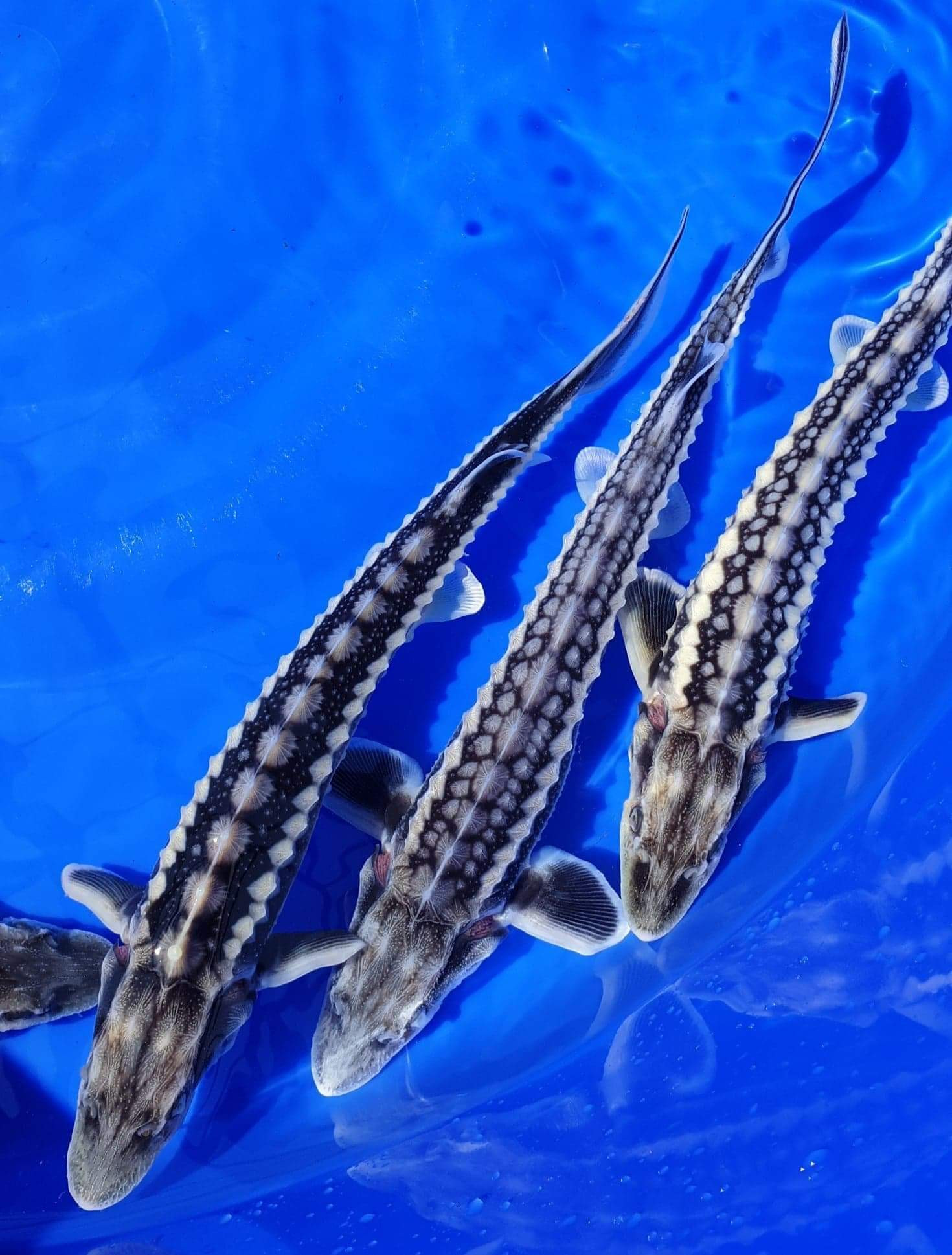 Russian Sturgeon