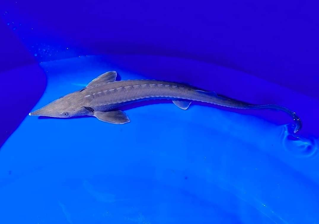 Siberian Sturgeon