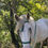 Miniature : cheval blanc avec un bridon gracie creation