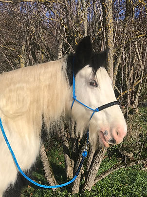 licol ethologique bleu et noir_edited.jpg