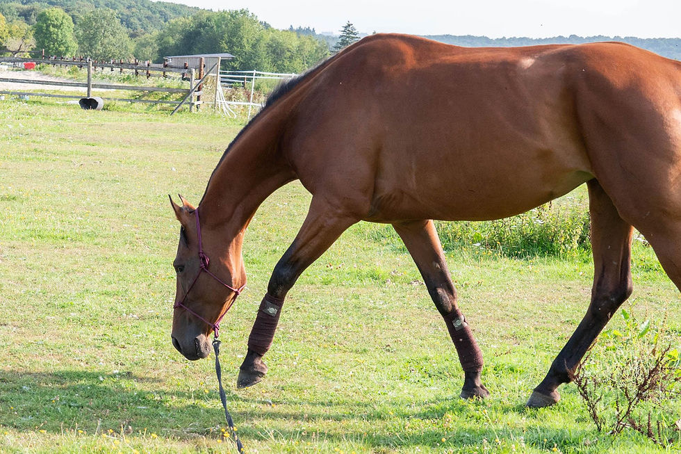 cheval bai dans l'herbe avec un licol éthologique