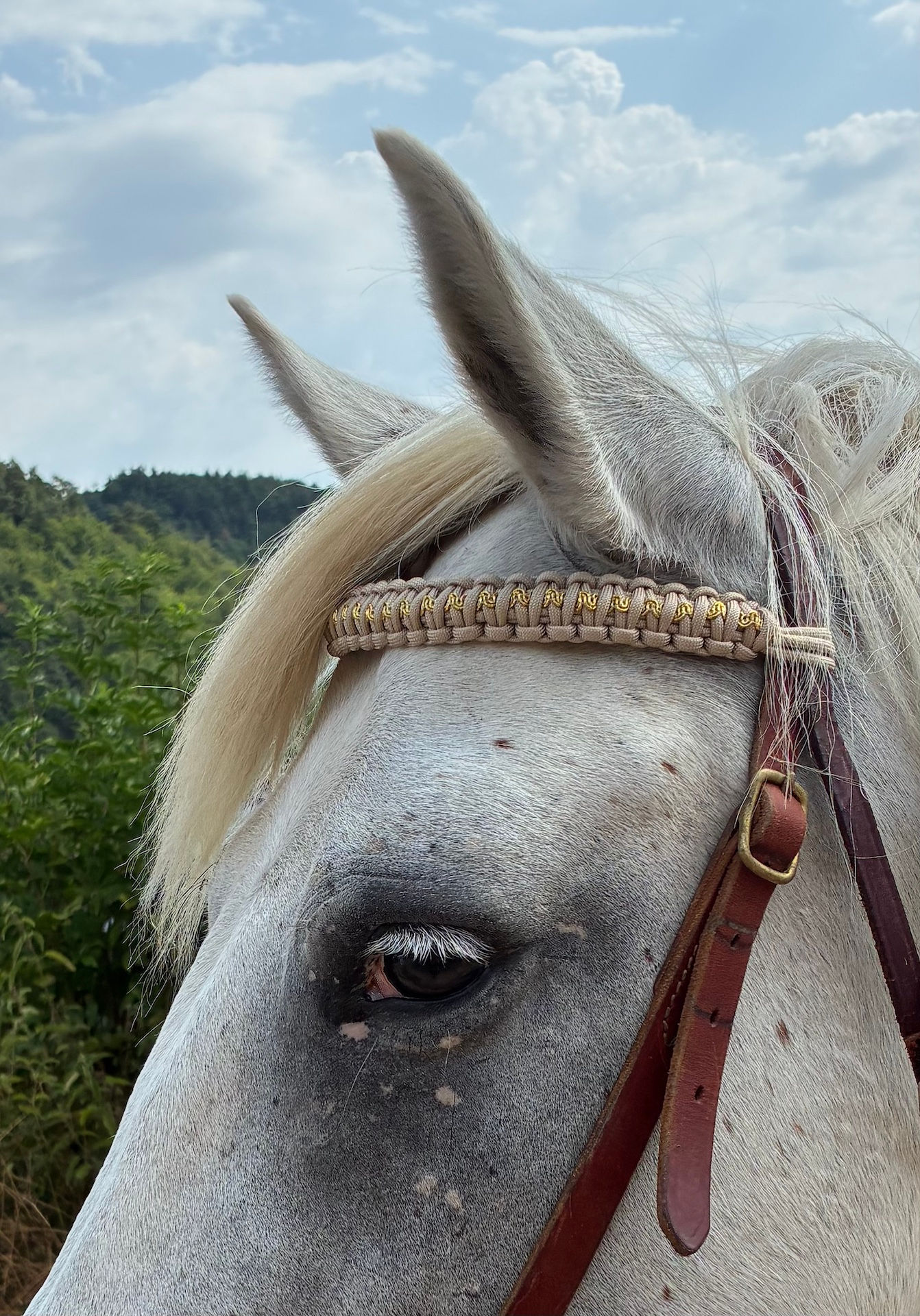 cheval blanc avec un frontal champagne