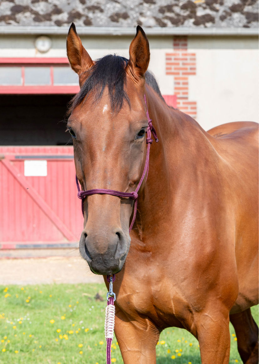 cheval bai avec un licol bordeaux