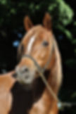 licol de présentation Gracie Creation noire sur cheval arabe