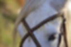 frontal croisé pour cheval blanc .jpg