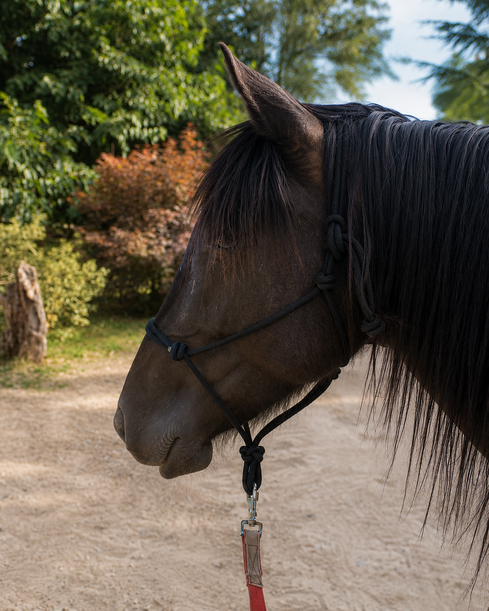 cheval noir avec un licol noir