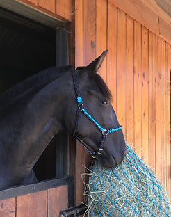 licol cheval bleu et noir.jpeg