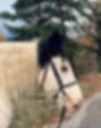 bridon noir et blanc gracie creation