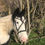 Miniature : irish cob avec un bridon à frontal croisée