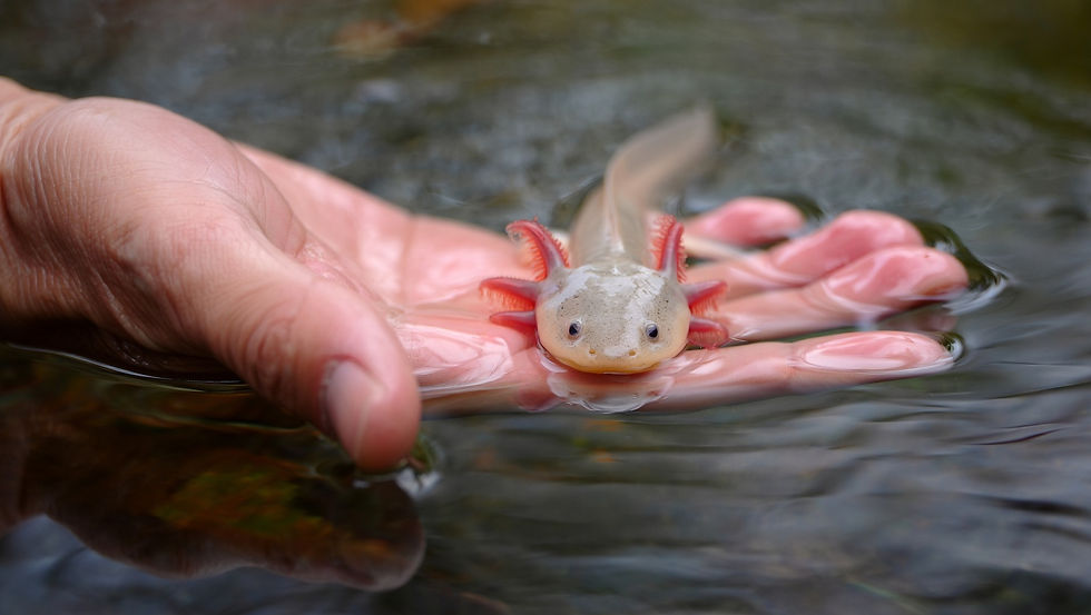 Adult Axolotl Size on Hand