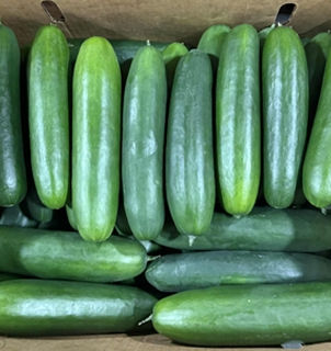 Fresh cucumbers in a box