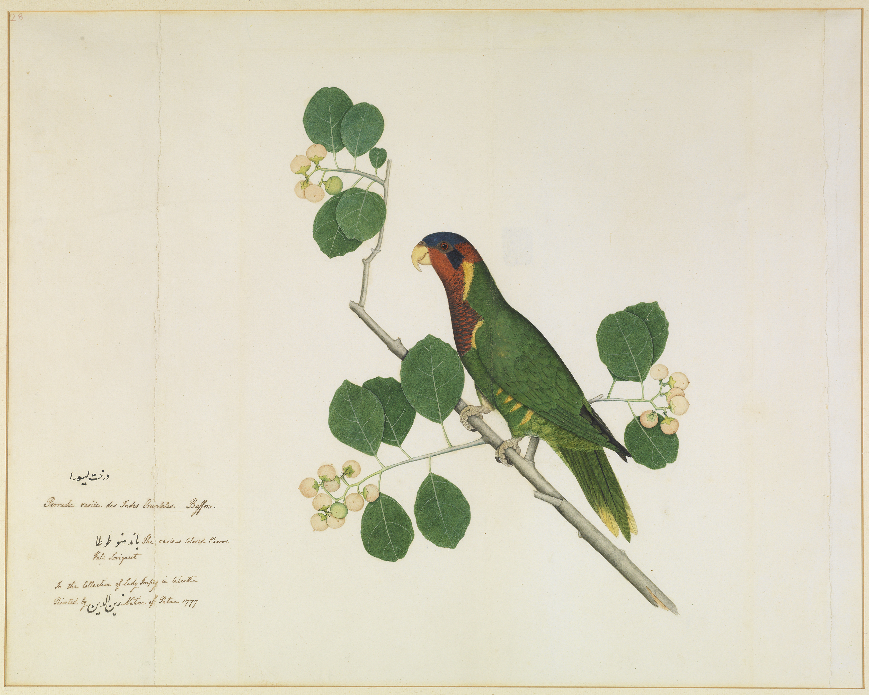 Lorikeet in Indian Cherry Tree
