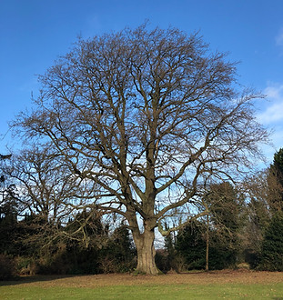 tree in a field with other trees in the background