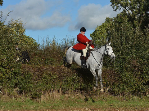 A grey horse and a red coat rider jumping over a very large hedge