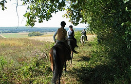 three mounted horses walking along a side of a wood on a fun ride