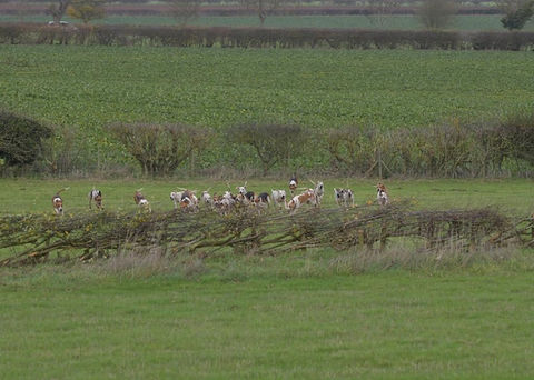 The hounds running along a grass field