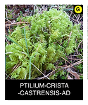 PTILIUM-CRISTA--CASTRENSIS-AD.png