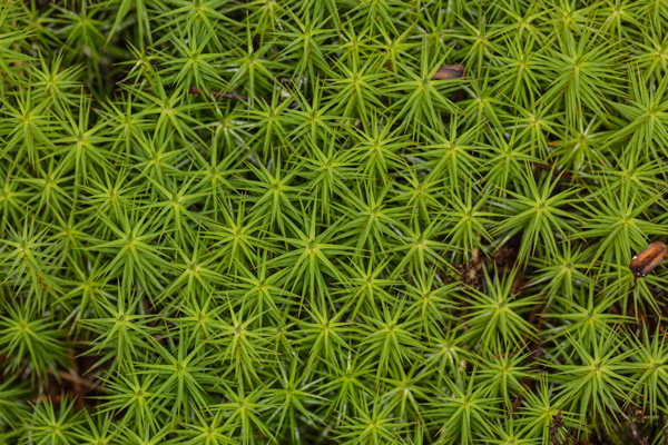 Polytrichum commune var. commune - Common Haircap growing on the boggy bank of a roadside drainage ditch, Gleann Salach - Barcaldine Forest - NM 97255 39148 - September, 2019.