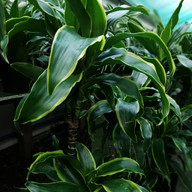 Dracaena Dorado.jpg