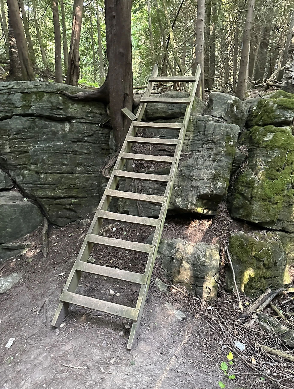 Wooden ladder leaning against mossy rocks in a forest. Tall trees in the background create a peaceful, natural setting.