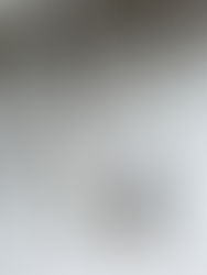 Woman in purple jacket walks two dogs on snowy forest trail. Dogs wear harnesses, trees surround, creating a serene winter scene.