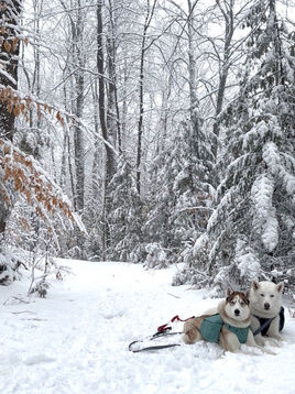 Two dogs in winter coats lie in snow on a forest trail. Snow-covered trees surround them, creating a serene, wintry scene.