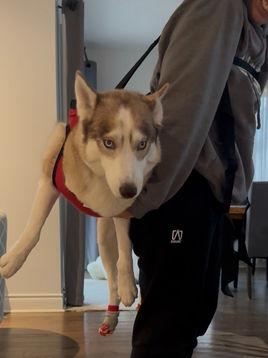 Brown and white husky in a red harness, carried on a person's back indoors. The dog looks calm, while the person smiles. Wooden floor visible.