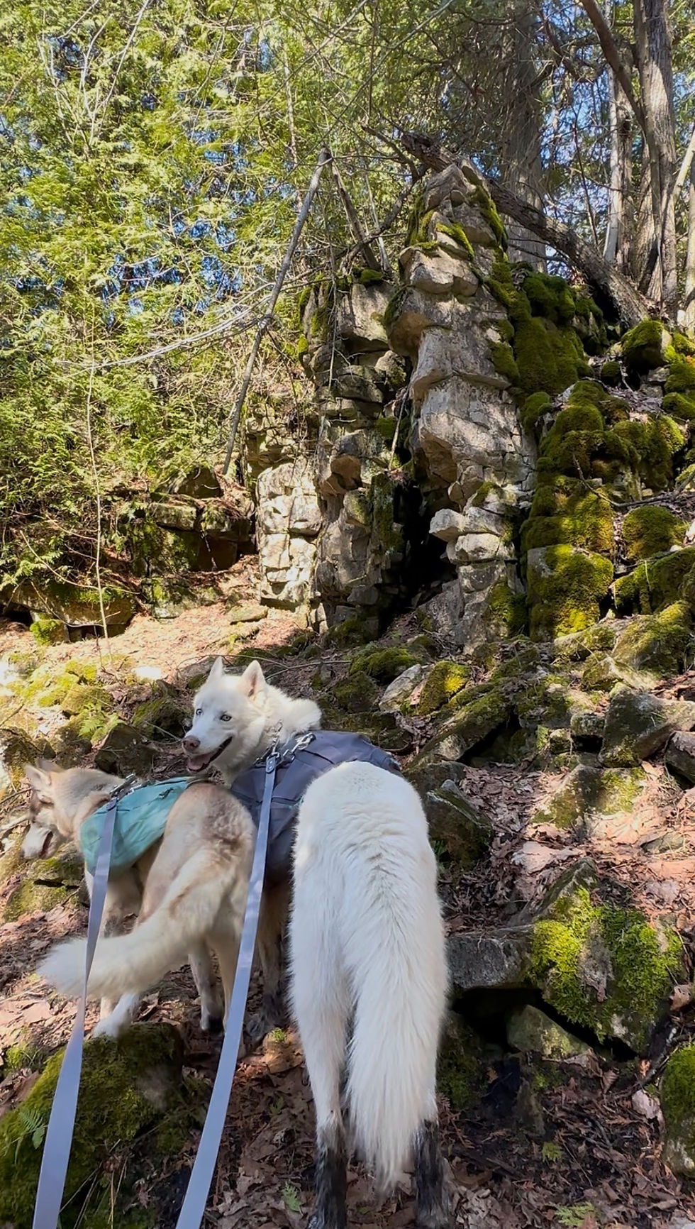 Two huskies in harnesses walk through a mossy forest. Sunlight filters through the trees, highlighting a rocky formation in the background.