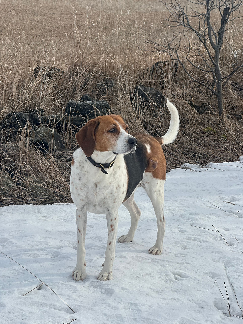 A brown and white dog stands alert on snowy ground, surrounded by dry grass and rocks. The overcast sky adds a calm mood.