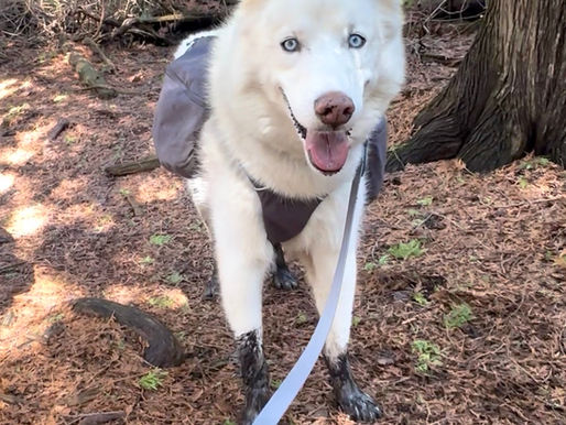 White husky on a leash in a forest, wearing a gray harness. The dog's paws are muddy, and it looks content. Sunlight filters through trees.
