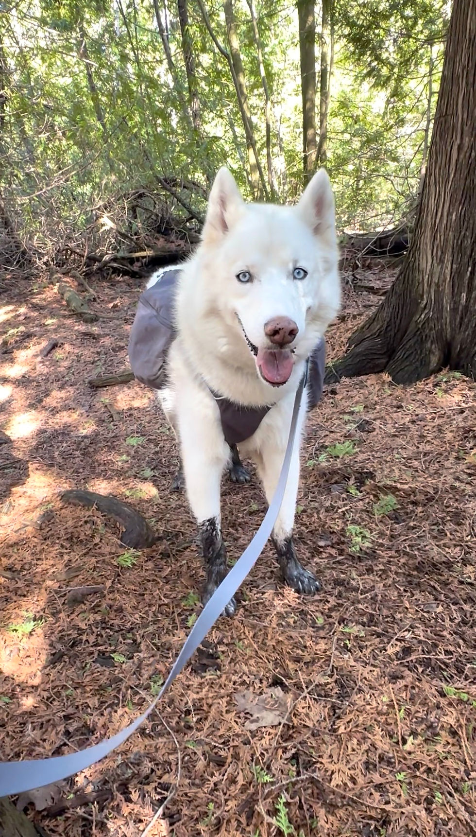 White husky on a leash in a forest, wearing a gray harness. The dog's paws are muddy, and it looks content. Sunlight filters through trees.